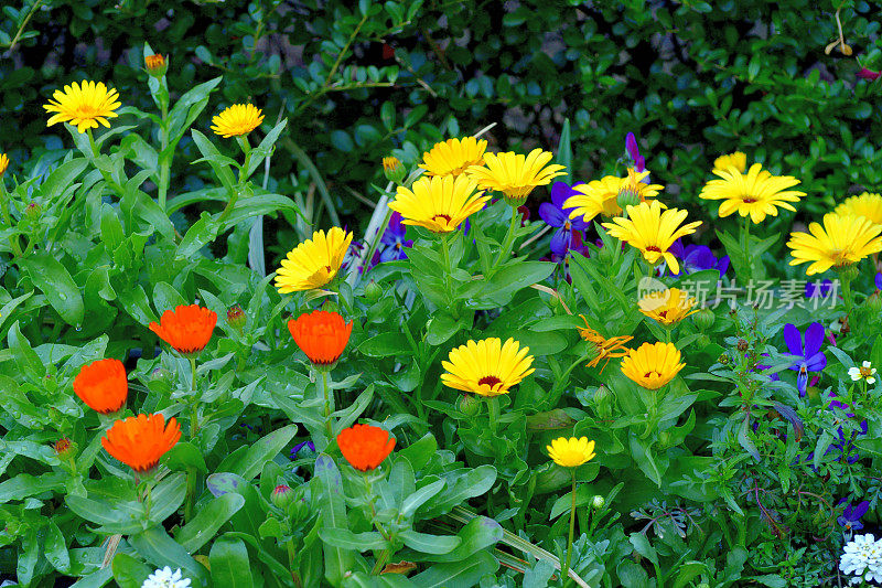 骨植物花/非洲雏菊/南非雏菊:杂种